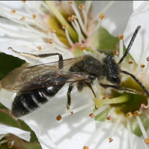 bee