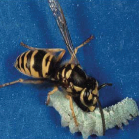 yellow jacket wasp with caterpillar