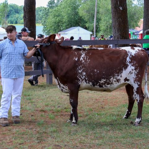 dairy show