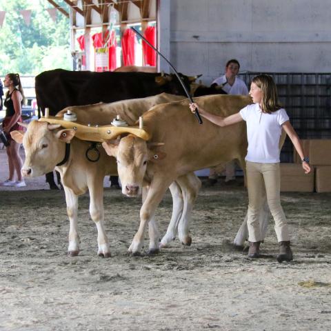 oxen show