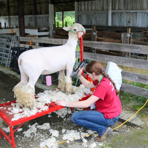 sheep shearing