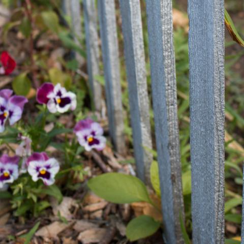 Close up of a fence post in a community garden with white and purple flowers to its left.