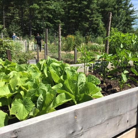 Community Garden beds