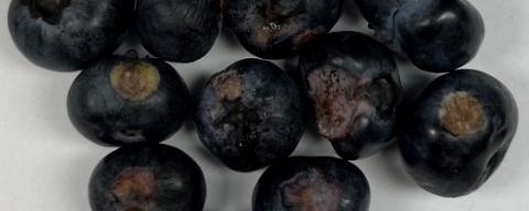 Exobasidium fruit spot on harvested blueberries