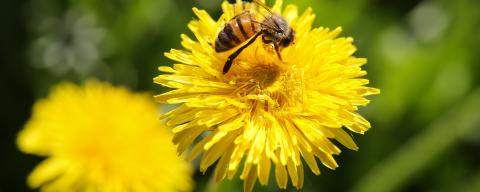 A honey bee on a dandelion