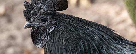 Ayam Cemani, chicken with black feathers and skin