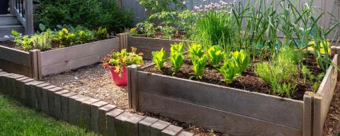 Raised beds with vegetables outside of a home