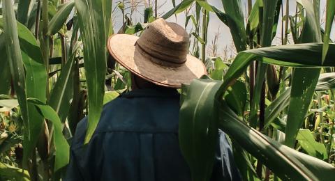 A farmer walking in a field of corn