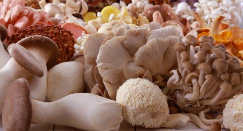 Exotic Mushroom Varieties