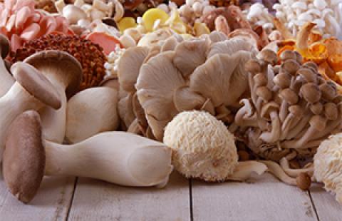 A pile of specialty mushrooms