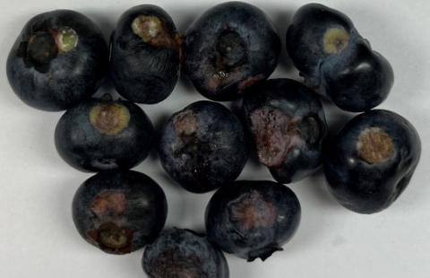 Exobasidium fruit spot on harvested blueberries