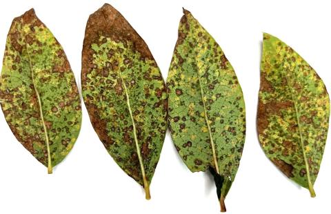 Leaf rust spots on the underside of blueberry leaves; spots have a distinct brown edge with typical yellowish orange rust pustules