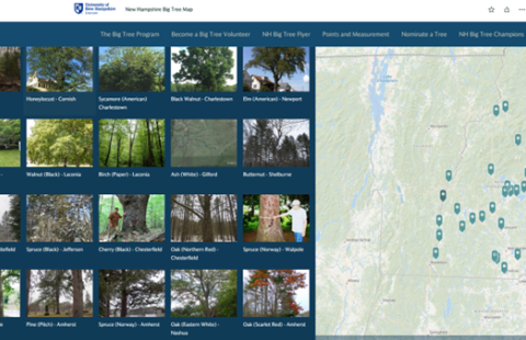 Screen Shot of NH Big Tree Map showing individual tree locations and photos
