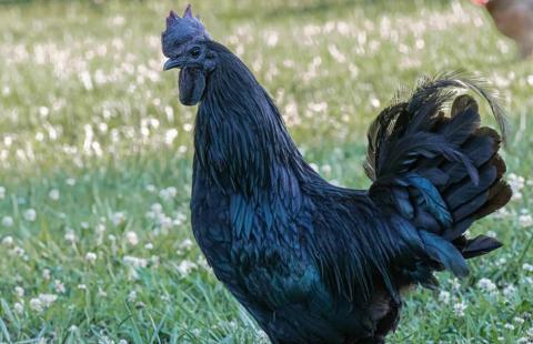 Ayam Cemani chicken with black feathers and skin