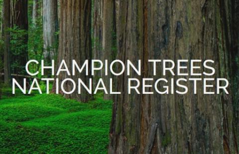 National Big Tree Register