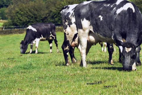 dairy cows in the field
