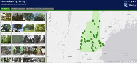 A screenshot of the NH Big Trees map