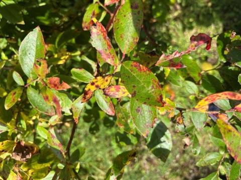 Reddening and distortion in leaves caused by exobasidium