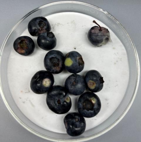 Exobasidium fruit spot on harvested blueberries.
