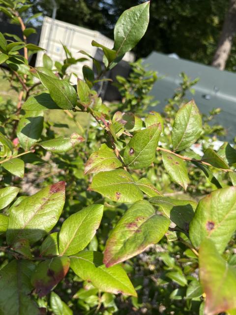 Exobasidium leaf spots on leaves after fruit harvest