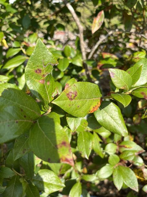 Exobasidium leaf spots on leaves after fruit harvest in September