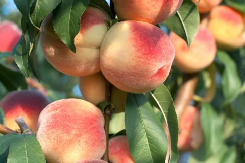 adobe stock Peaches on the tree branches By yevgeniy11