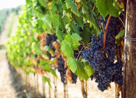 grape vineyard 
