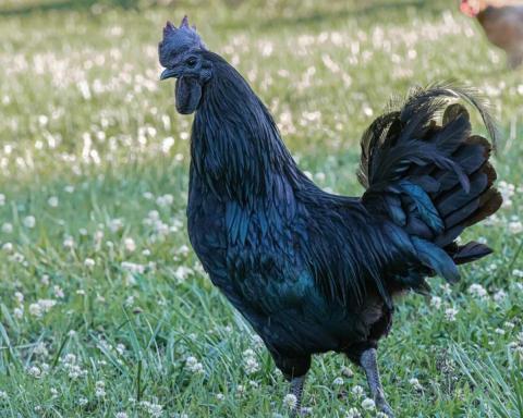 Ayam Cemani chicken with black feathers and skin