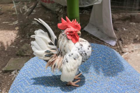 Bantam chicken with white feathers, black and tan coloring
