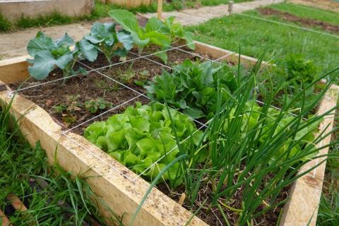 Vegetables growing in raised bed in square foot gardening sections 