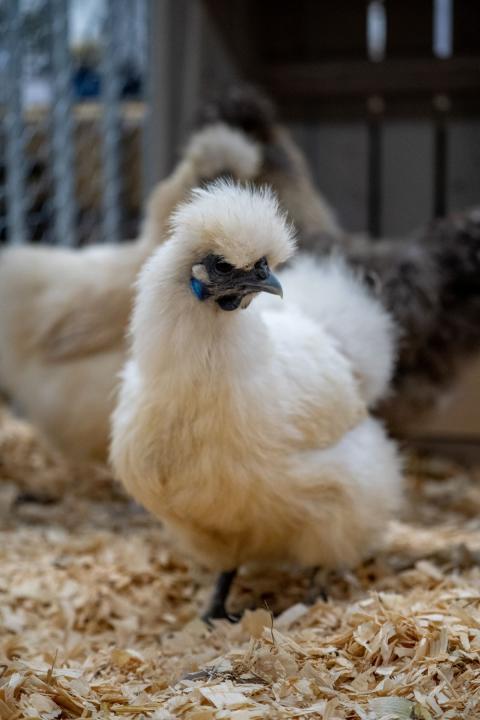Silkie breed of chicken with white feathers