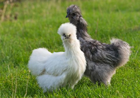Two Silkie chickens with fluffy feathers