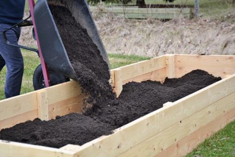 Person dumping soil from wheelbarrow into raised bed